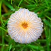 mushroom by jernst1779