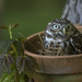 Little Owl at rest by shepherdmanswife