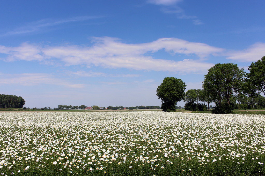 More Daisies fields by pyrrhula