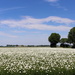 More Daisies fields by pyrrhula