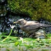  Blackbird at pond by judithdeacon