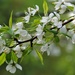 Plum Tree Blooms  by radiogirl