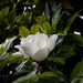 The Majestic Magnolia by jnorthington