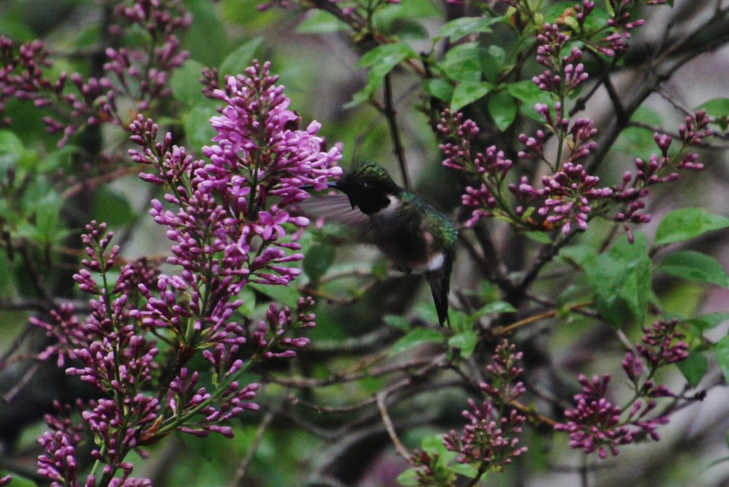 Hummingbird On Lilacs by bjchipman