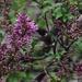 Hummingbird On Lilacs by bjchipman