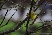 14th May 2018 - Wilson's Warbler