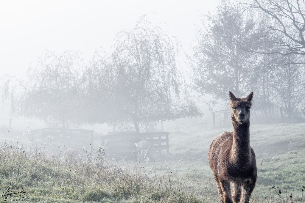 Alpaca's in the mist by yorkshirekiwi