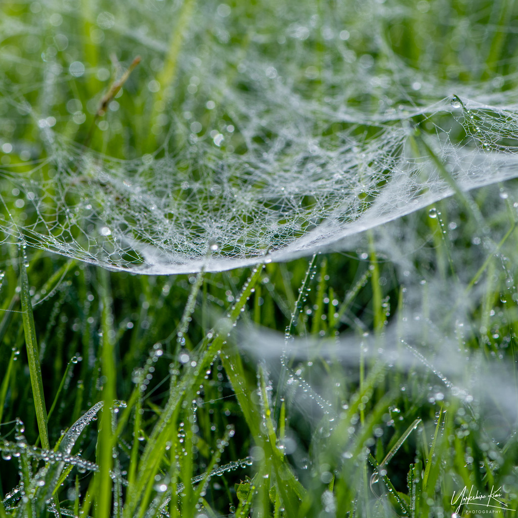 Webs and Dew in the grass by yorkshirekiwi