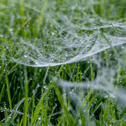 30th May 2018 - Webs and Dew in the grass
