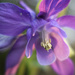 Columbine Flower by pdulis