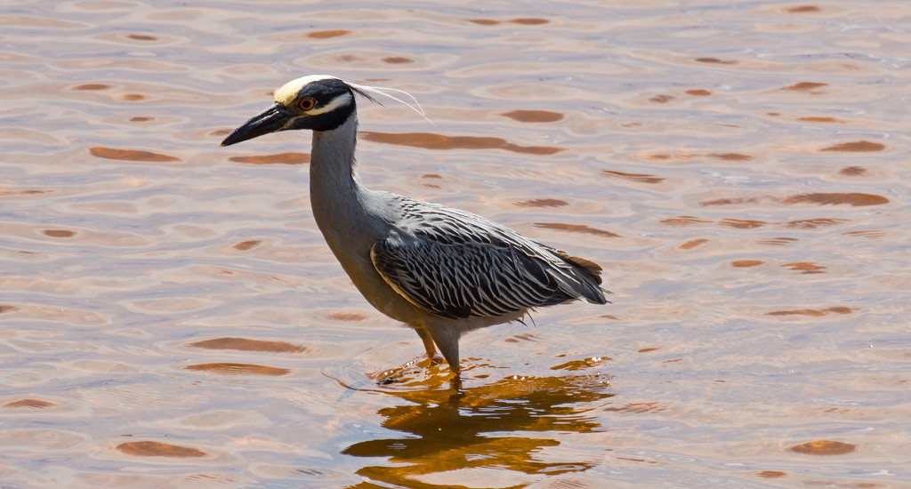 Yellow Crowned Night-Heron! by rickster549