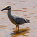 Yellow Crowned Night-Heron! by rickster549