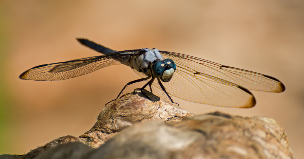 Dragonfly on the Stump! by rickster549