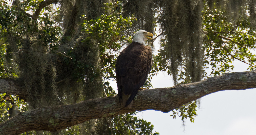 My Eagle Friend Was Back Today! by rickster549