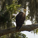 My Eagle Friend Was Back Today! by rickster549