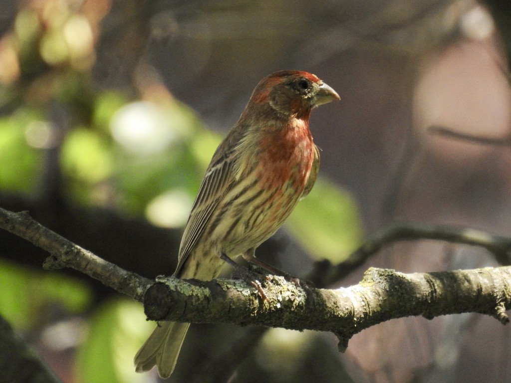 house finch by amyk