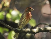 29th May 2018 - house finch