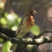 house finch by amyk