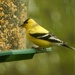 K's bird feeder #1 by mcsiegle
