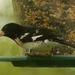 K's bird feeder #2 by mcsiegle