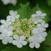 Flowering shrub by rminer