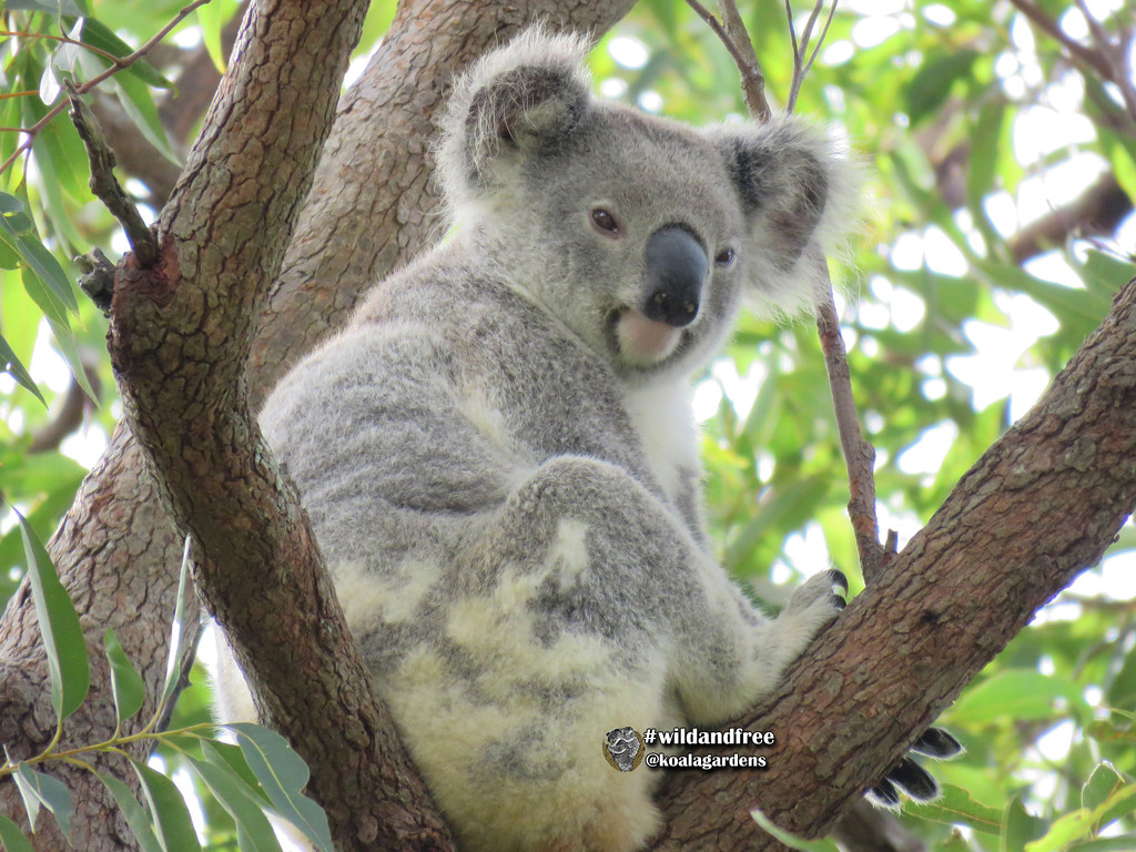 Maxine by koalagardens