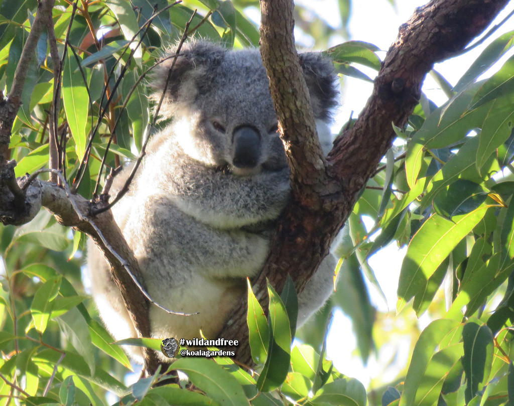 Stella by koalagardens