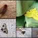 garden moths 11 by steveandkerry