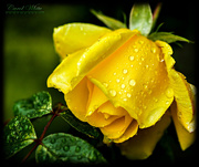 30th May 2018 - Raindrops On Roses....  (best viewed on black)