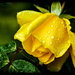 Raindrops On Roses....  (best viewed on black) by carolmw