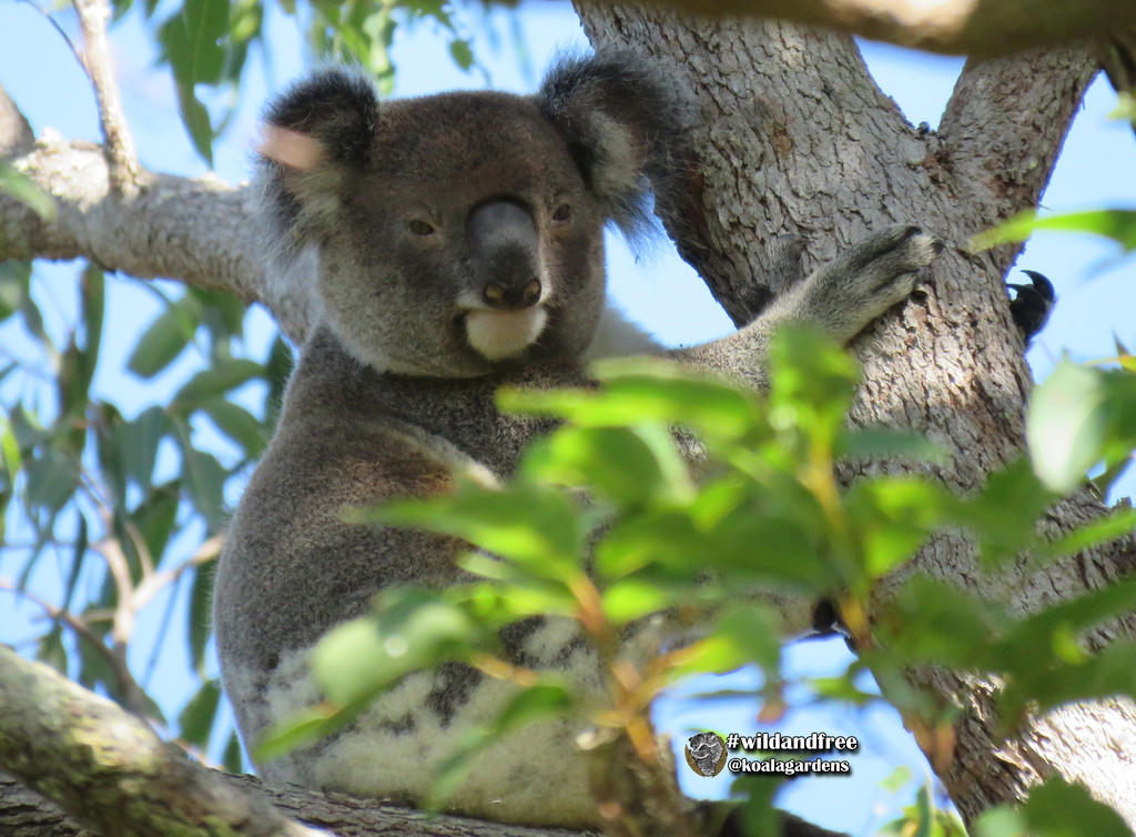 more wide awake by koalagardens