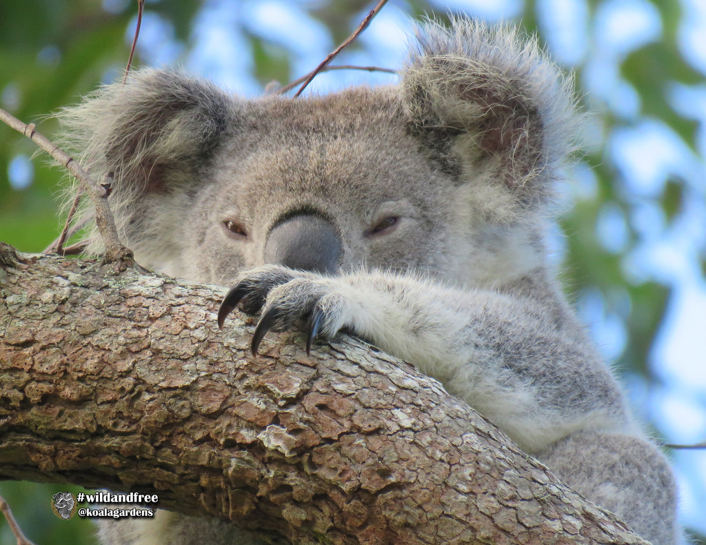 barely awake by koalagardens