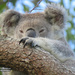 barely awake by koalagardens
