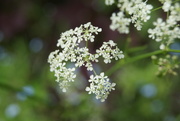 24th May 2018 - Queen Anne's Lace