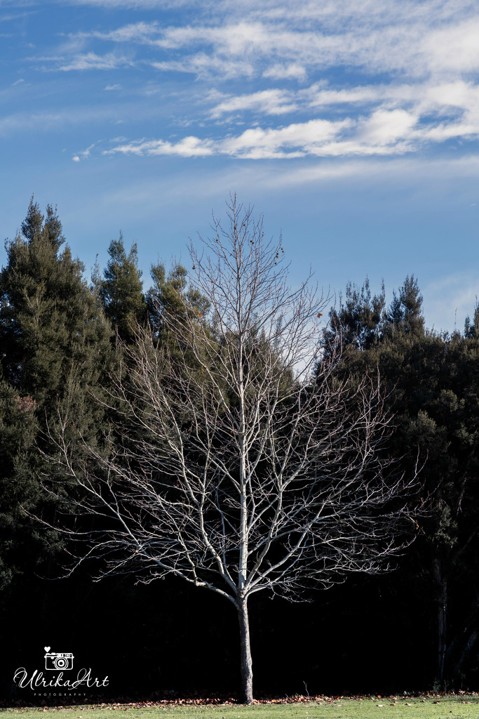 Winter tree by ulla