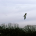 Falcon flight by ulla