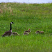 Canada geese in Canada by novab