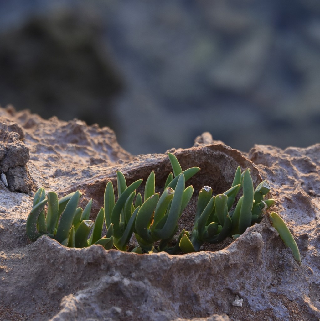 Pigface At The Point...._DSC0107 by merrelyn