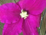 28th May 2018 - Clematis Flower 