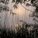 Sun rising through the mist... by julienne1
