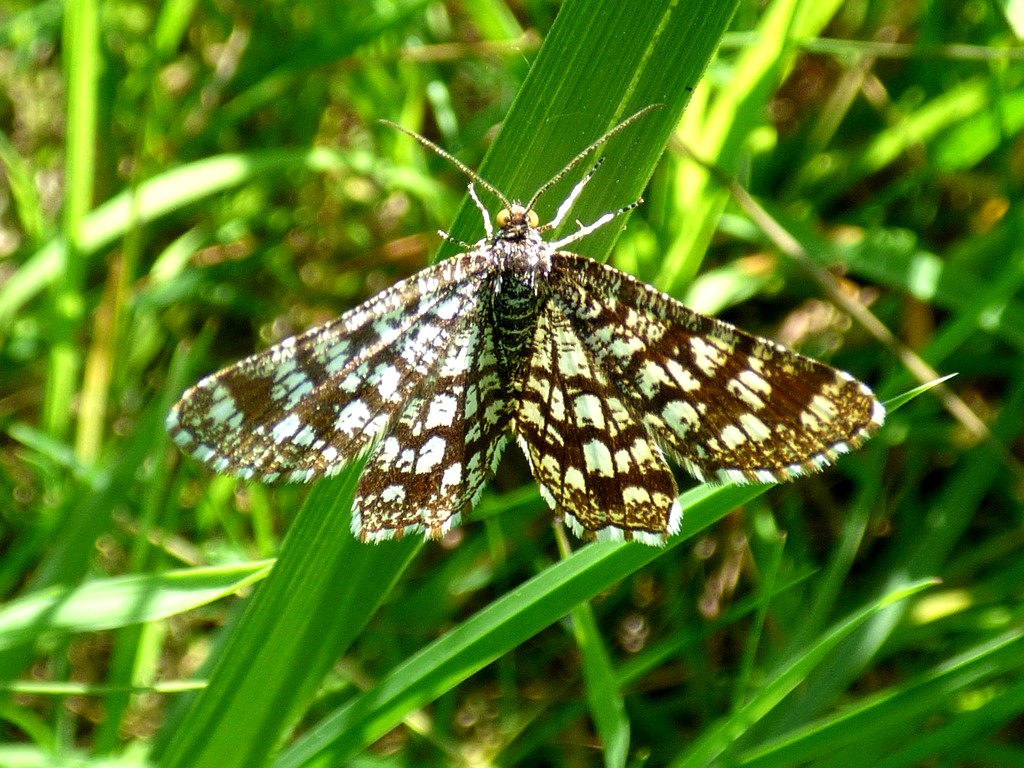 Latticed Heath Moth by julienne1