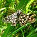 Latticed Heath Moth by julienne1