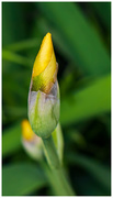 30th May 2018 - yellow iris bud