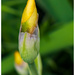 yellow iris bud by jernst1779