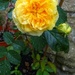 rose by arthurclark