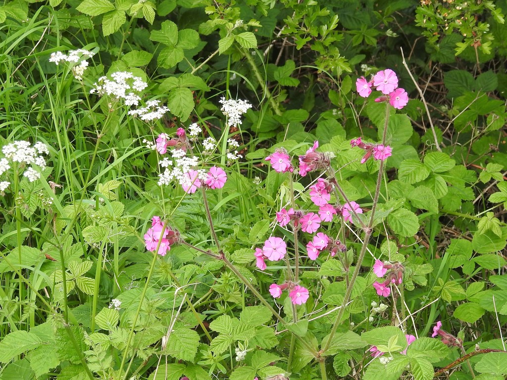 Red Campion and Cow Parsley by oldjosh