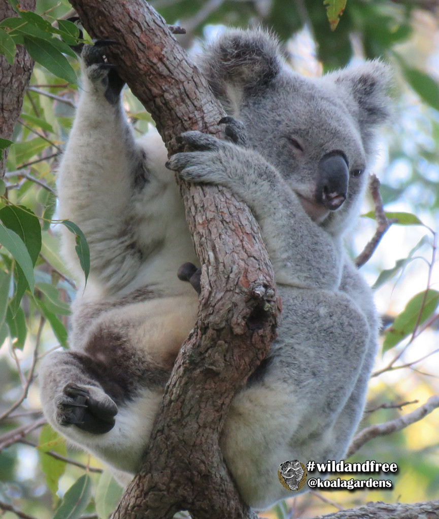 marsupial by koalagardens