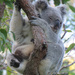 marsupial by koalagardens