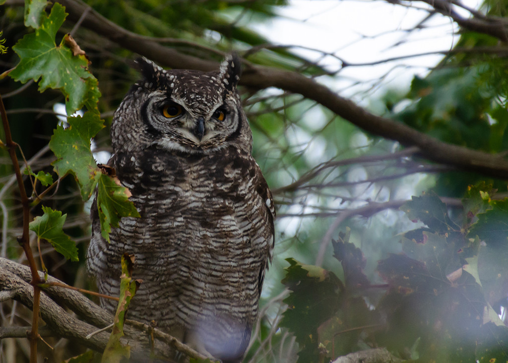 Spotted Eagle Owl by salza