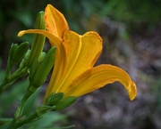 28th May 2018 - LHG_5107 Day Lily Butterscotch